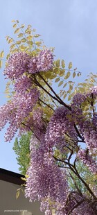 紫藤花绽放枝头