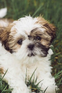 可爱小萌犬卧于绿草地上