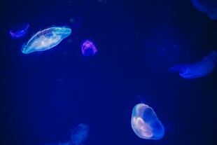 梦幻水母在深蓝中漂浮