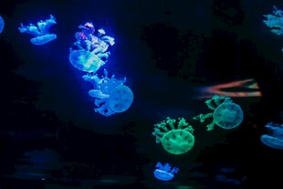 梦幻夜光水母景观