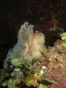 海底奇异生物