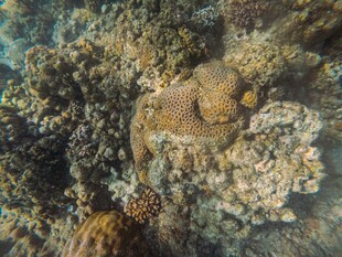 海底珊瑚丛中的神秘鱼类