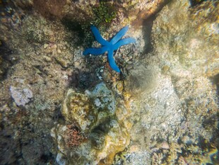 海底蓝色海星