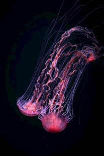 梦幻粉色水母在水中摇曳