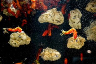 水族箱中的灵动小虾