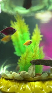 多彩水族箱内的灵动小鱼