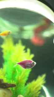 多彩鱼缸内的灵动小鱼