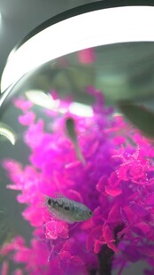 艳丽紫花特写