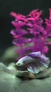 缸中斗鱼与紫色水草