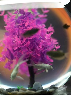 梦幻紫色水下花朵景观