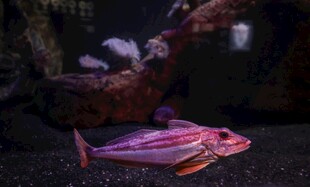 深海神秘彩色鱼