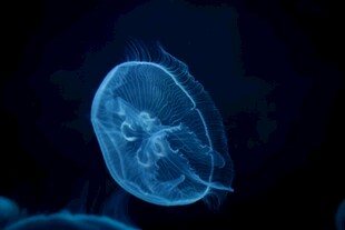 梦幻蓝色水母