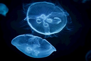 梦幻透明水母水中 