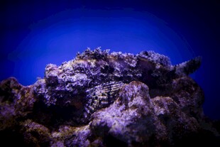 深海绚丽珊瑚景观
