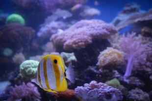 水族馆中的条纹小鱼