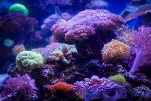 绚丽多彩的海底珊瑚景观