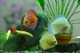 多彩水族箱中的可爱鱼儿
