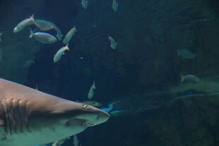 水族馆中鲨鱼与群鱼共 