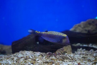 水族箱中的多彩小鱼