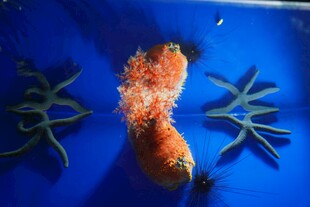 蓝色背景下的奇特海洋生物