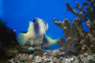 海洋中的奇妙热带鱼