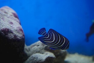 水族馆中的条纹小鱼