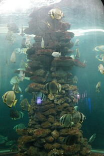 水族箱中的多彩景观
