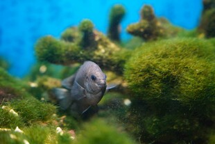 水族箱中的可爱小鱼