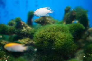水族箱中的可爱小鱼与绿植