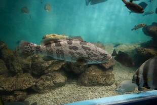 水族馆中的海龟与鱼类