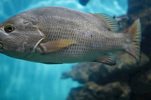 水族馆中的灰黑色鱼类