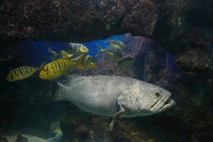 水族馆中的多彩鱼类与大鱼