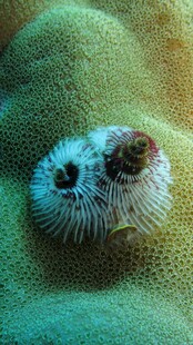 海床上的双生海葵