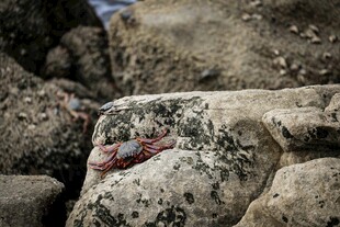 海边岩石上的斑驳印记
