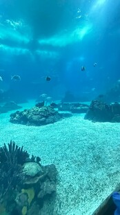 海底珊瑚景观