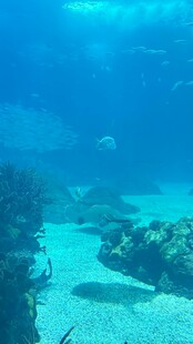 海底珊瑚礁景观画面