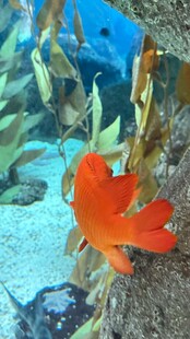 水族馆中的鲜艳橙色海鱼