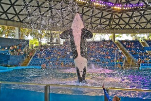 海豚在水族馆精彩表演