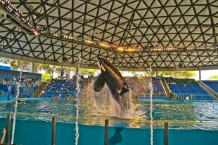 虎鲸在水族馆精彩表演