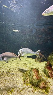 水族箱中的灵动观赏鱼
