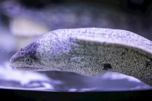 神秘水中生物特写