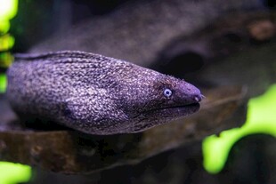 神秘海鳗栖息于礁石处