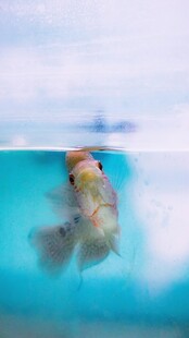 水中金鱼特写