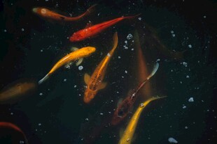 灵动金鱼在水中悠 