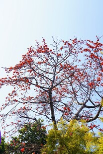 树