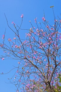 树