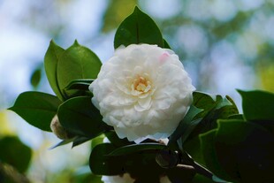 洁白山茶花绽放枝头