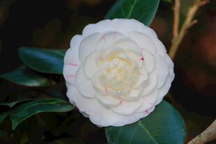 洁白山茶花绽放