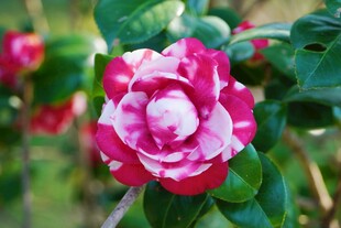 双色山茶花绽放