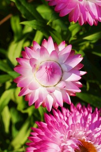 粉色麦秆菊绽放于绿叶间